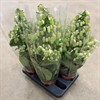 KALANCHOE 14 CM MAGIC BELLS 1X4